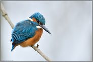 vereinzelte Schneeflocken... Eisvogel *Alcedo atthis* im Winter