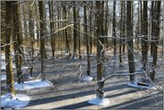 Eiszeit im Bruchwald... Ilvericher Altrheinschlinge *Meerbusch*, Blick in den Tiefen Bruch hinter Haus Meer