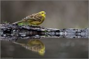 adultes Männchen... Goldammer *Emberiza citrinella* im Sommerkleid, Prachtkleid an der Wasserstelle