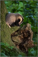 verspielt... Europäischer Dachs *Meles meles* klettert auf einen Baum