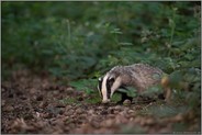 es wird Zeit... Europäischer Dachs *Meles meles*, junger Dachs am Rand einer Brombeerhecke auf Nahrungssuche