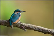 frisch ausgeflogen... Eisvogel *Alcedo atthis*, Jungvogel auf seinem Ansitzast am Rand einer Uferböschung