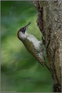 im Wald... Grünspecht *Picus viridis* in Spechtmanier am Baum, weiblicher Altvogel