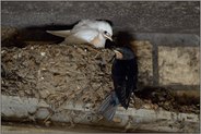 ungleiche Geschwister... Rauchschwalbe *Hirundo rustica*, Jungvögel beim Verlassen des Nestes, weiße Rauchschwalbe, Leuzismus